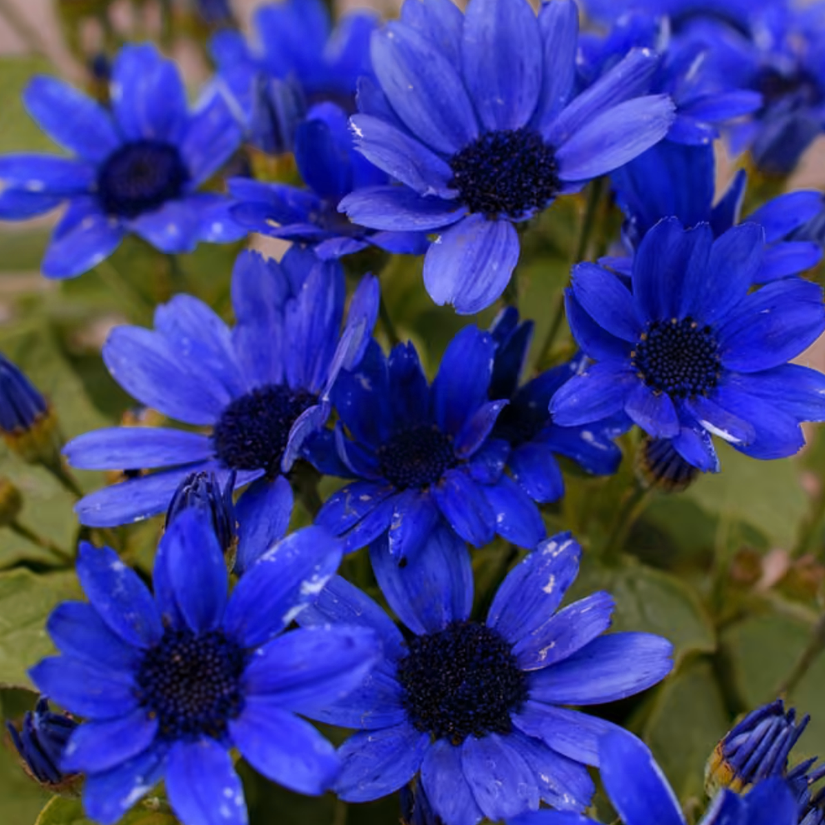 Pericallis × Hybrida 'Sunsenebatubu' (Senetti® True Blue Cineraria)