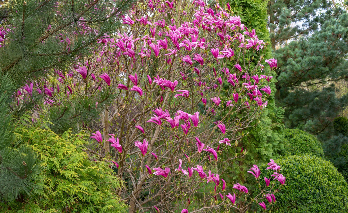 Magnolia ‘Susan’ (Susan Magnolia)