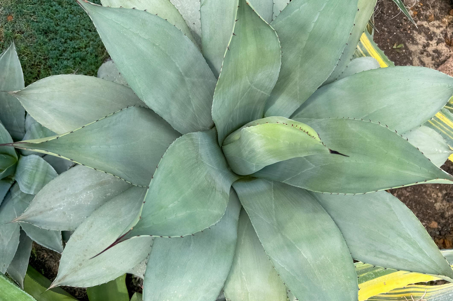 Agave Salmiana (Giant Agave)