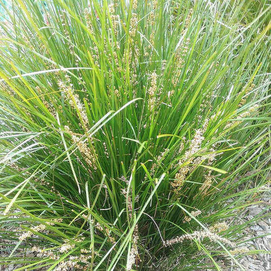 Lomandra Confertifolia ‘Little Pal’ (Little Pal Mat Rush)