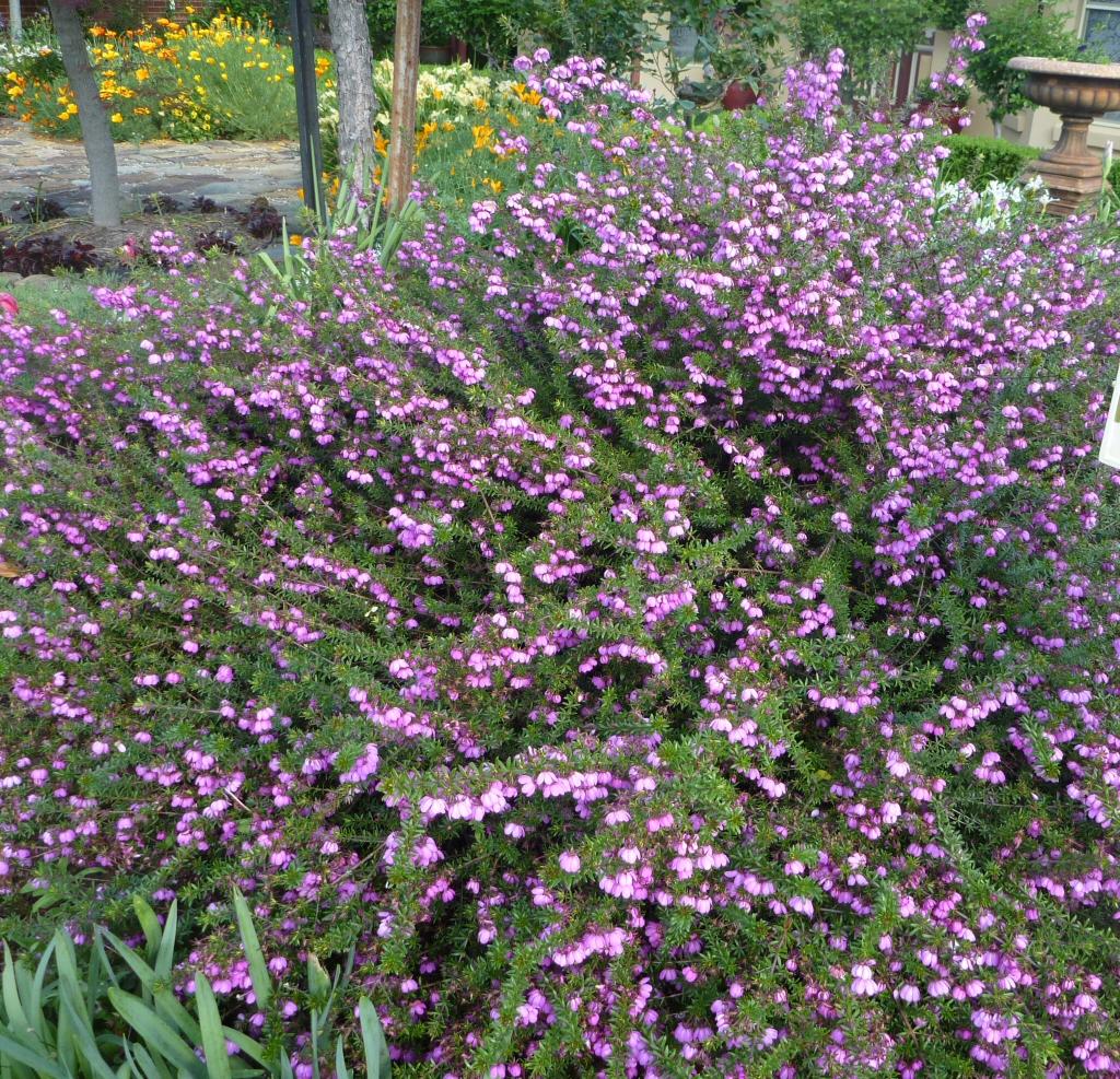 Bauera Rubioides ‘Balfour Candy’ (Balfour Candy River Rose)