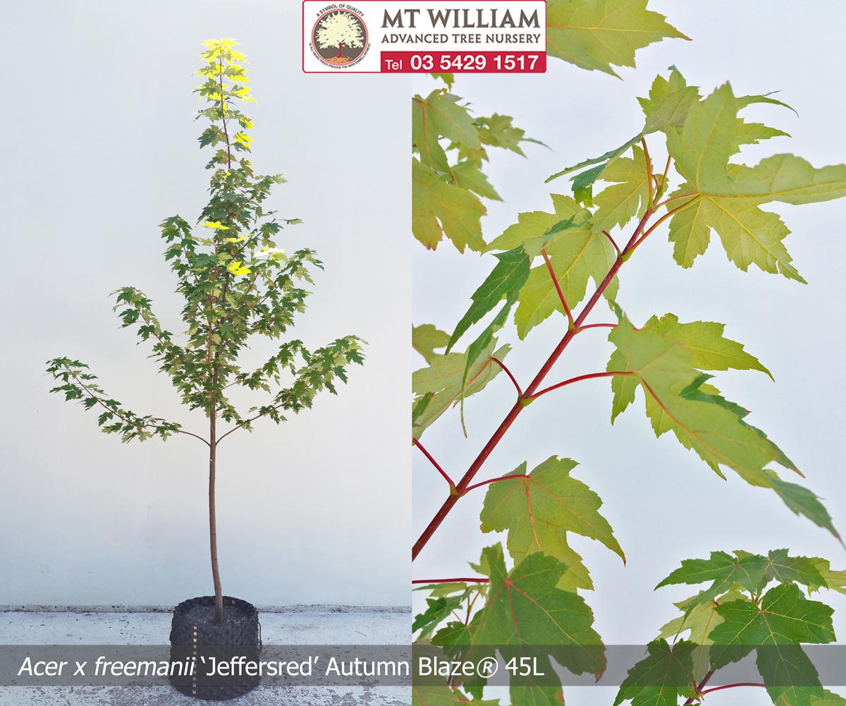 Acer × Freemanii ‘Jeffersred’ Autumn Blaze® (Autumn Blaze Freeman Maple)