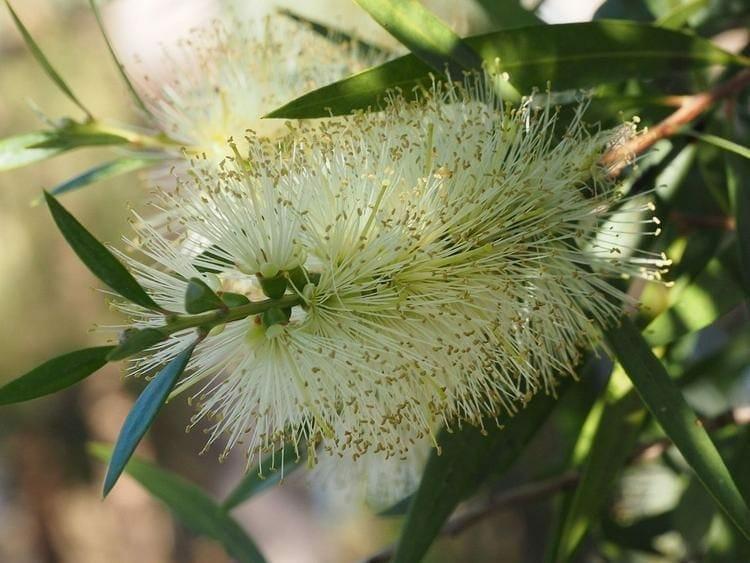 Callistemon spp. ‘CNU01’ Icy Burst™ (Icy Burst Bottlebrush)