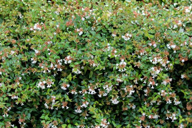 Abelia × grandiflora ‘Variegata’ (Variegated Glossy Abelia)