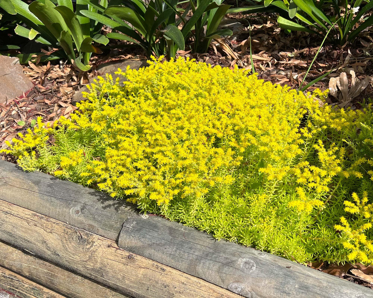 Sedum Mexicanum 'Gold Mound' (Gold Mound Stonecrop)