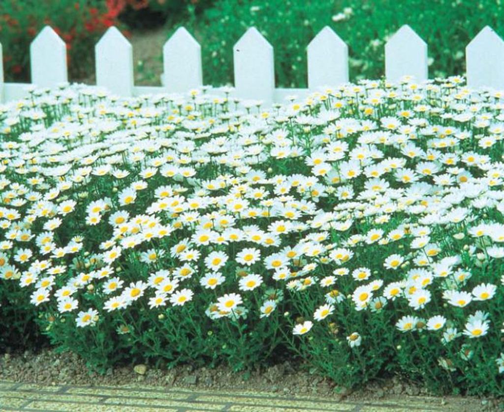 Mauranthemum Paludosum ‘Snowland’ (Snowland Annual Marguerite)