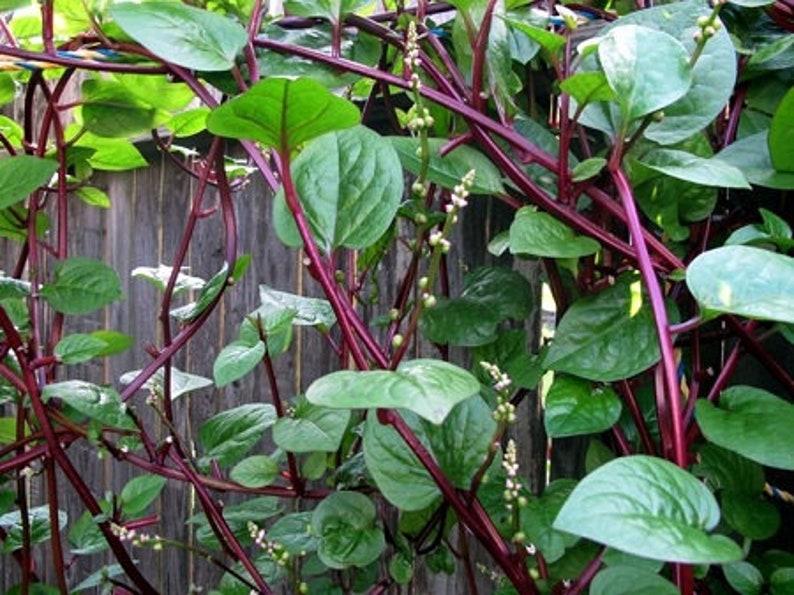 Basella Rubra (Spinach Climbing Red)