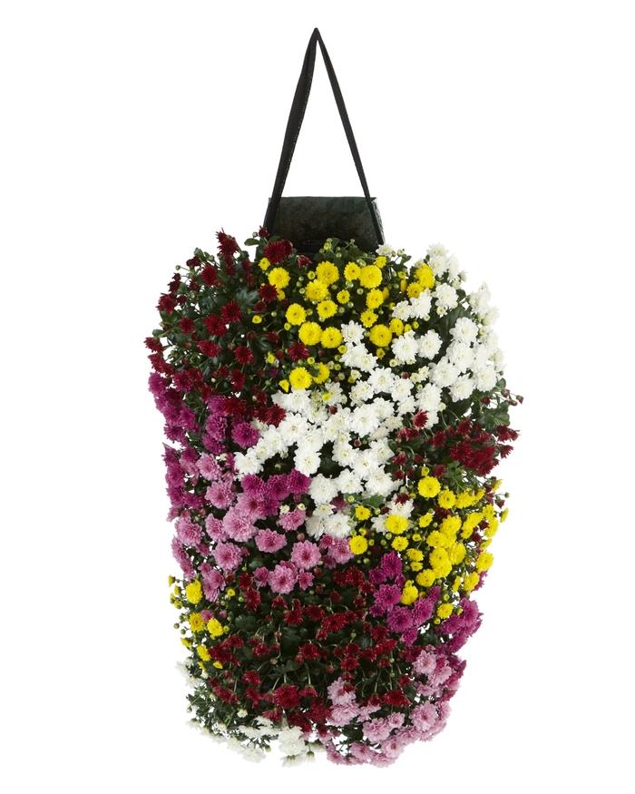 Chrysanthemum Spp. (Assorted Chrysanthemum Hanging Basket)