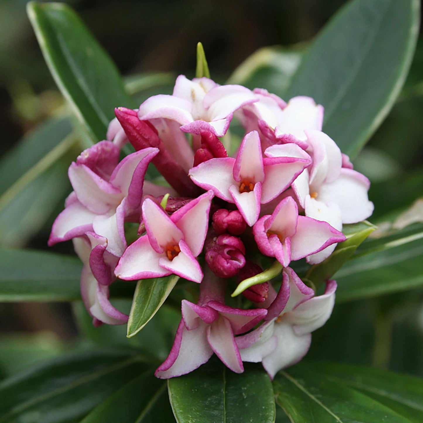 Daphne Odora (Winter Daphne)