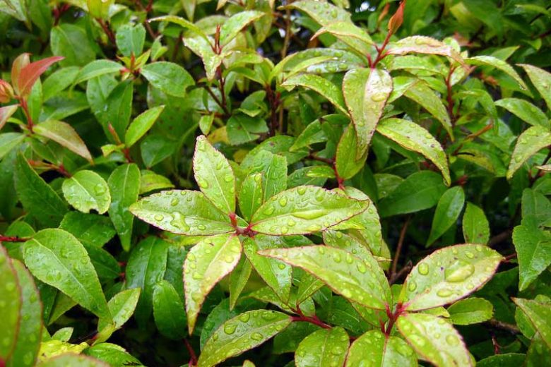 Xylosma Congestum (Shiny Xylosma)