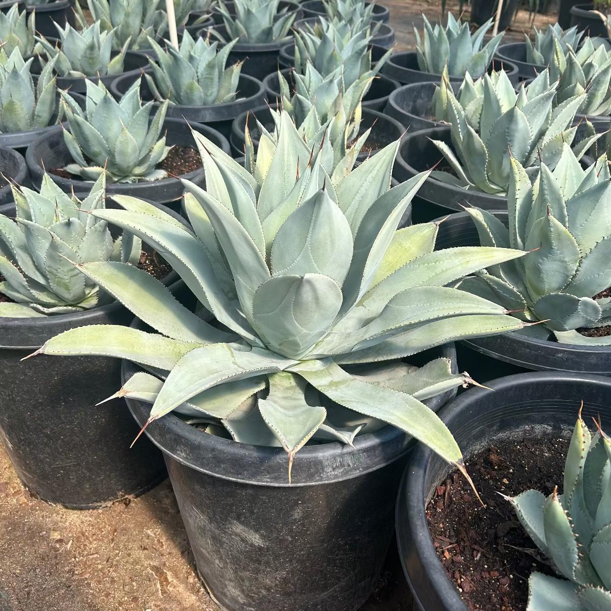 Agave Pygmaea (Dragon Toes Agave)