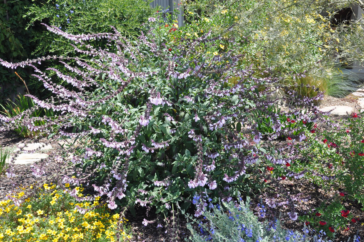Salvia ‘Waverly’ (Waverly Sage)