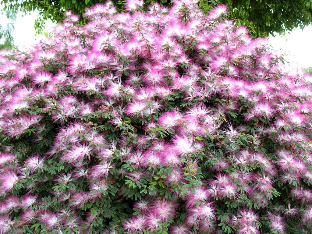 Calliandra Brevipes (Pink Powder Puff)