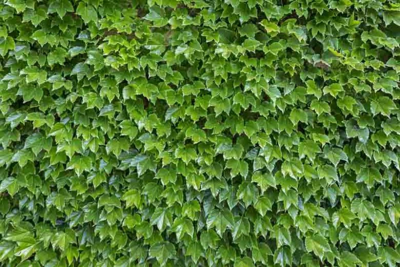Parthenocissus Tricuspidata (Boston Ivy)