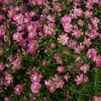 Gypsophila muralis ‘Gypsy’ (Baby’s Breath)