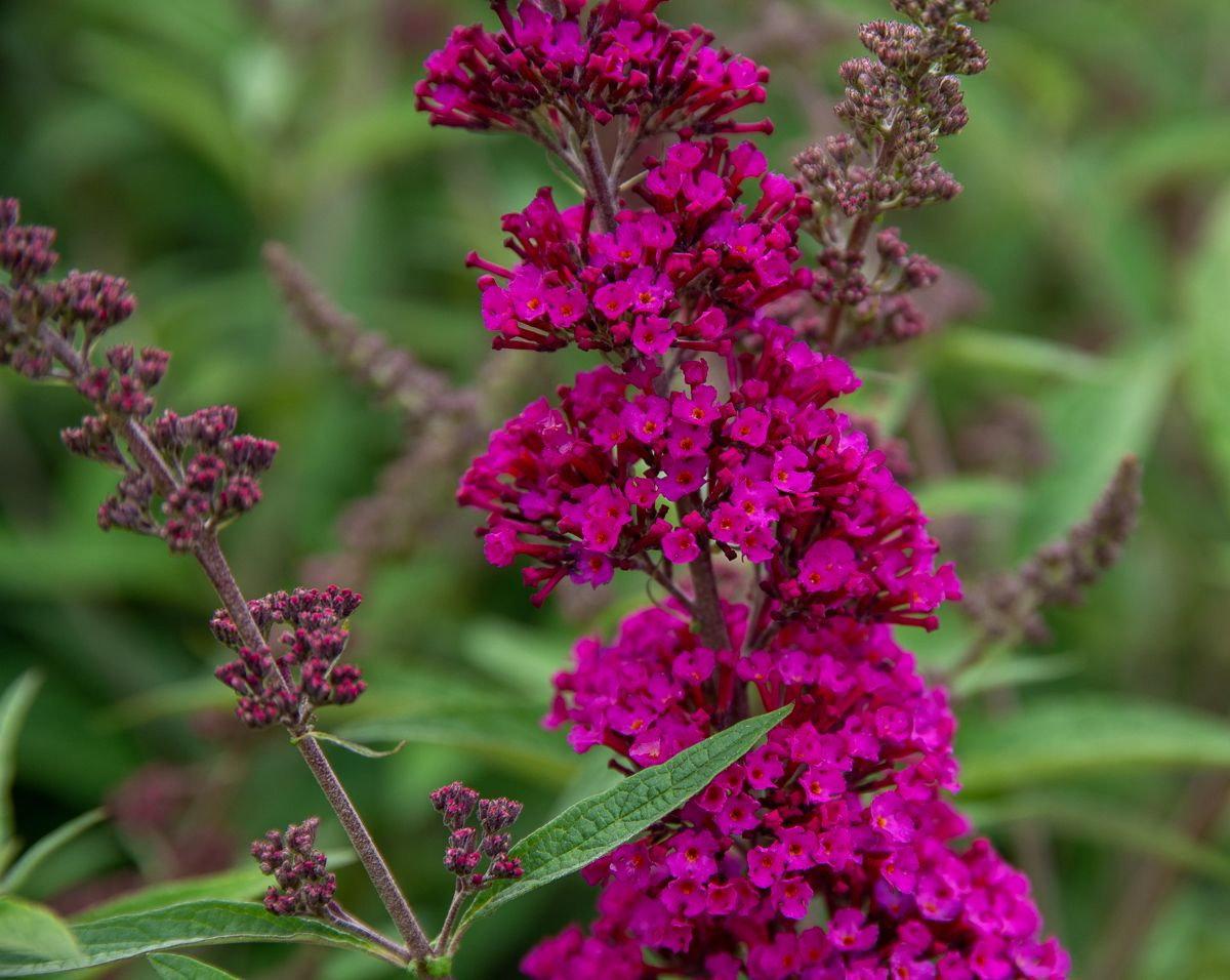 Buddleja davidii ‘Buzz® Velvet’ (Velvet Butterfly Bush)