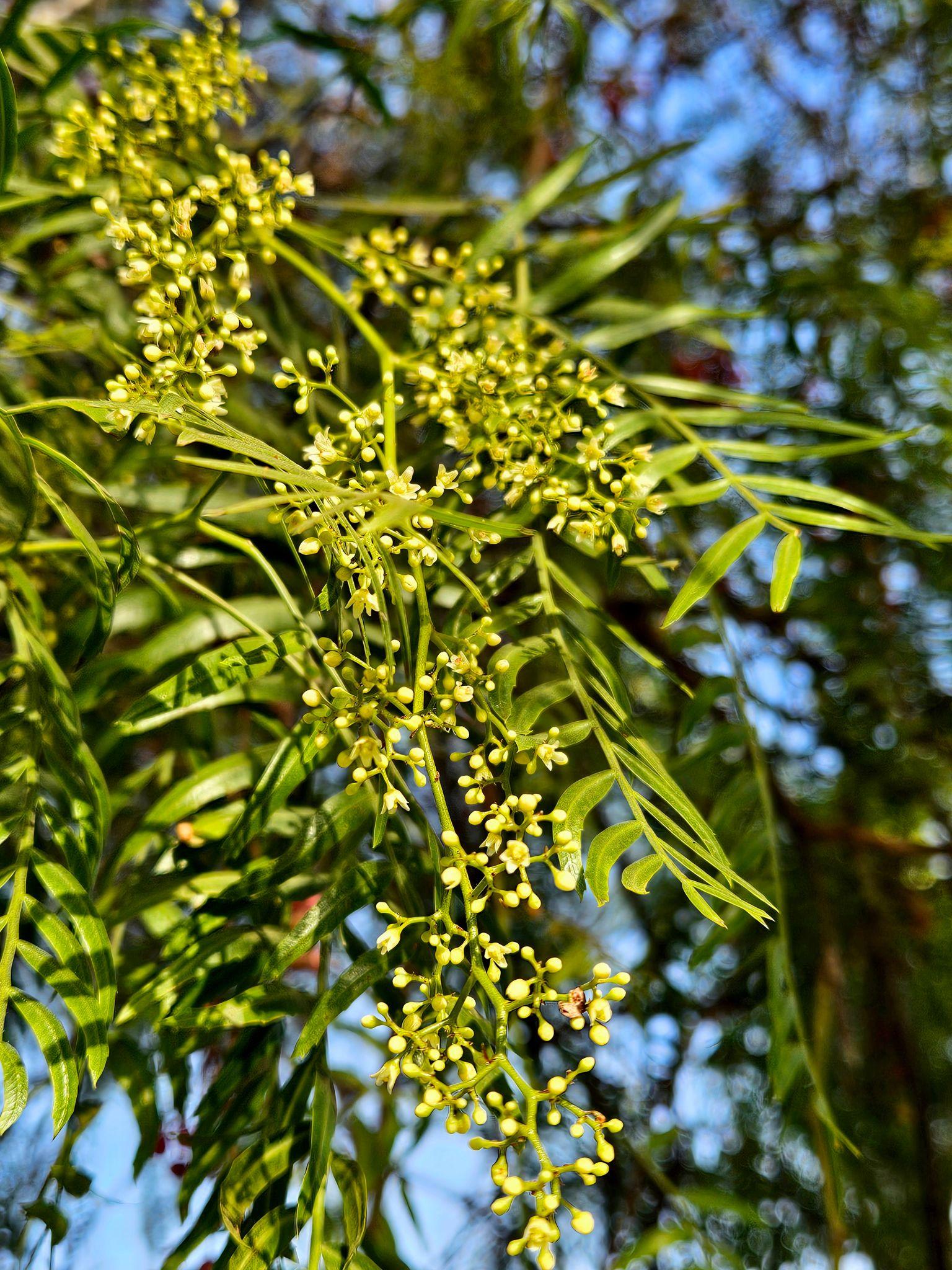 Schinus Molle (Pepper Tree)