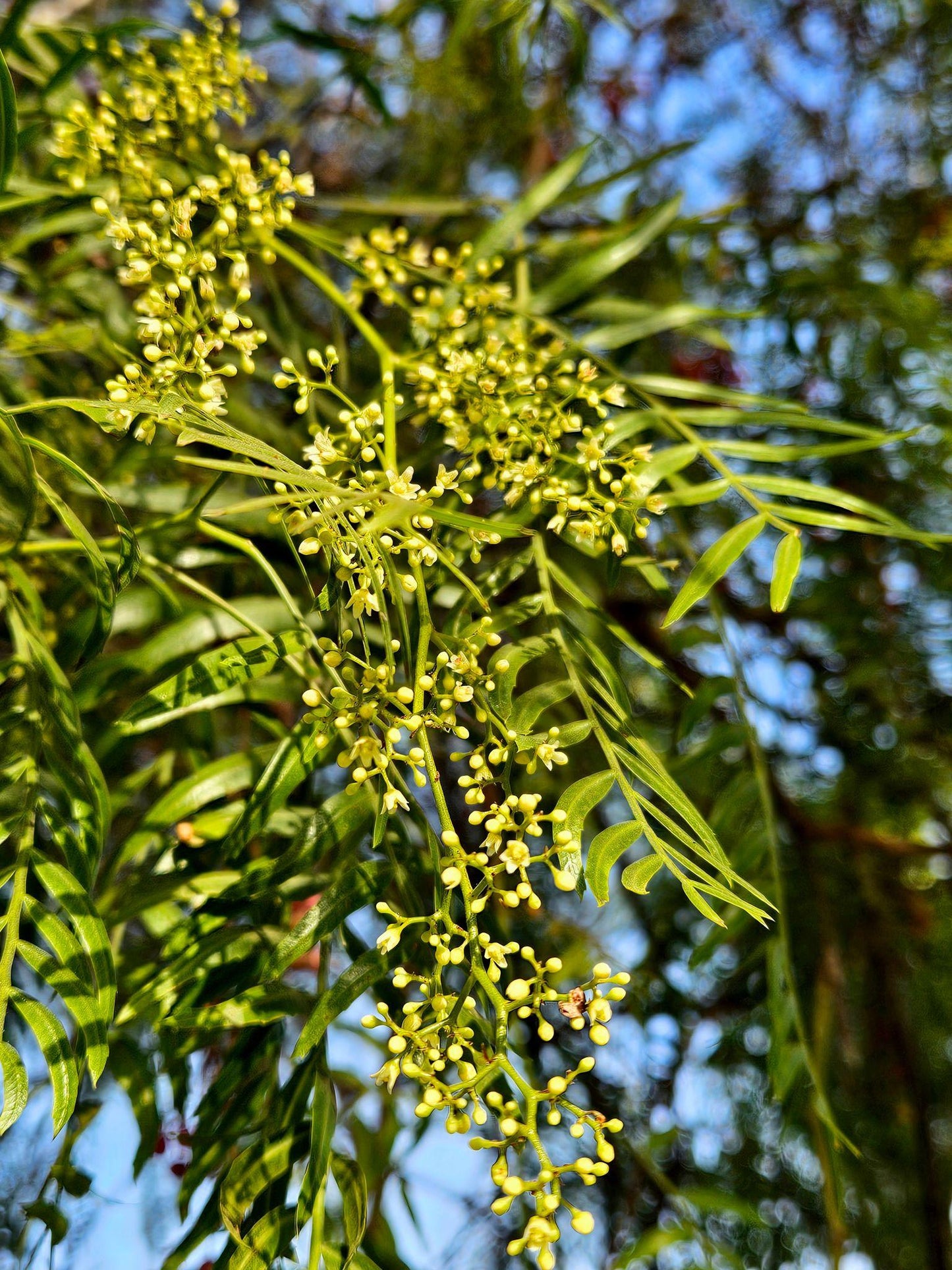 Schinus Molle (Pepper Tree)