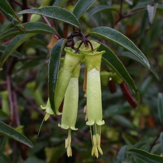 Correa Baeuerlenii (Chef’s Cap Correa)