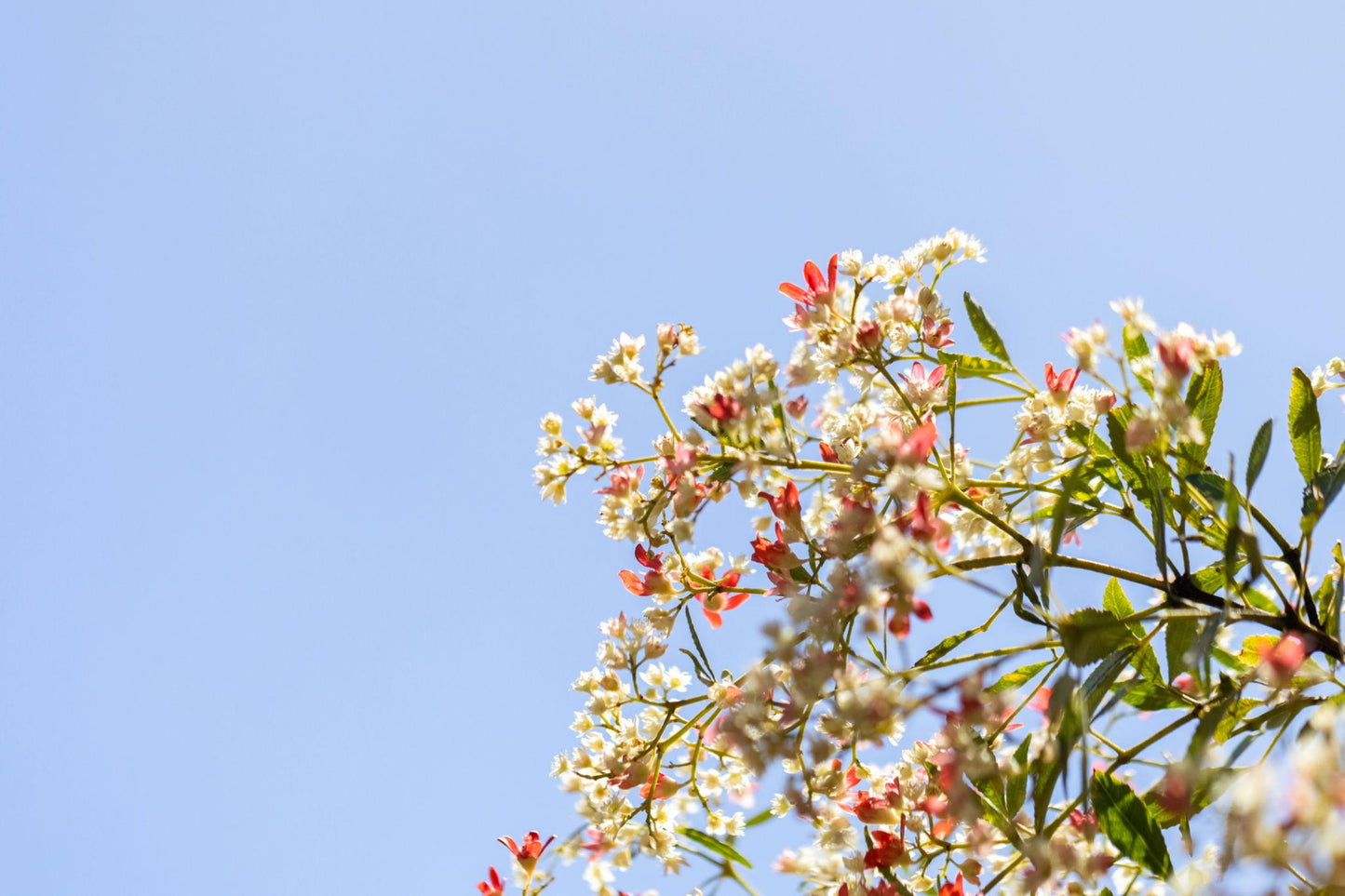 Ceratopetalum Gummiferum (New South Wales Christmas Bush)