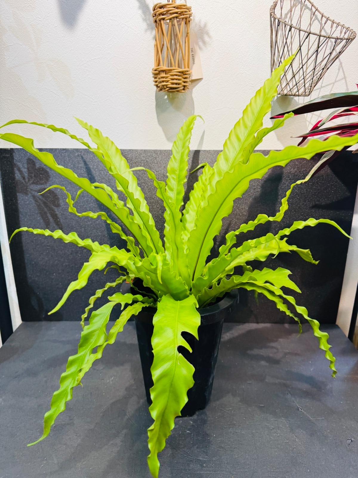Asplenium Antiquum ‘Victoria’ (Crested Japanese Bird’s Nest Fern)