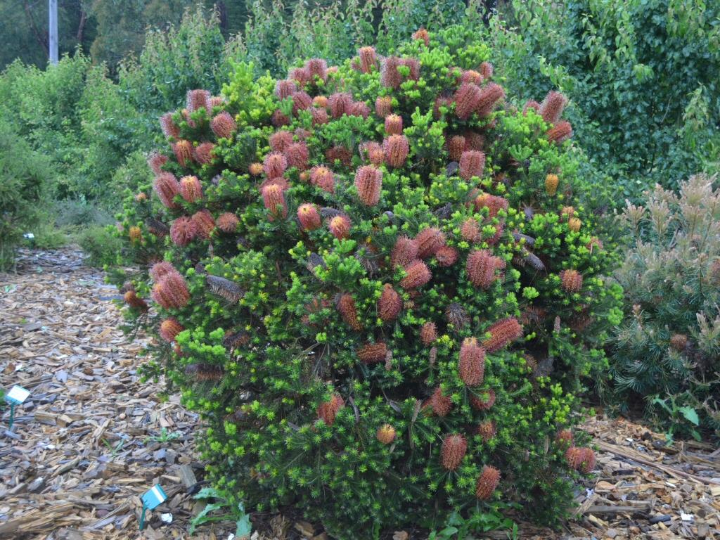 Banksia Ericifolia ‘Dwarf’ (Dwarf Heath Banksia)