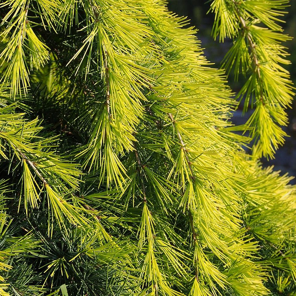Cedrus Deodara ‘Feelin’ Gold’ (Feelin’ Gold Deodar Cedar)