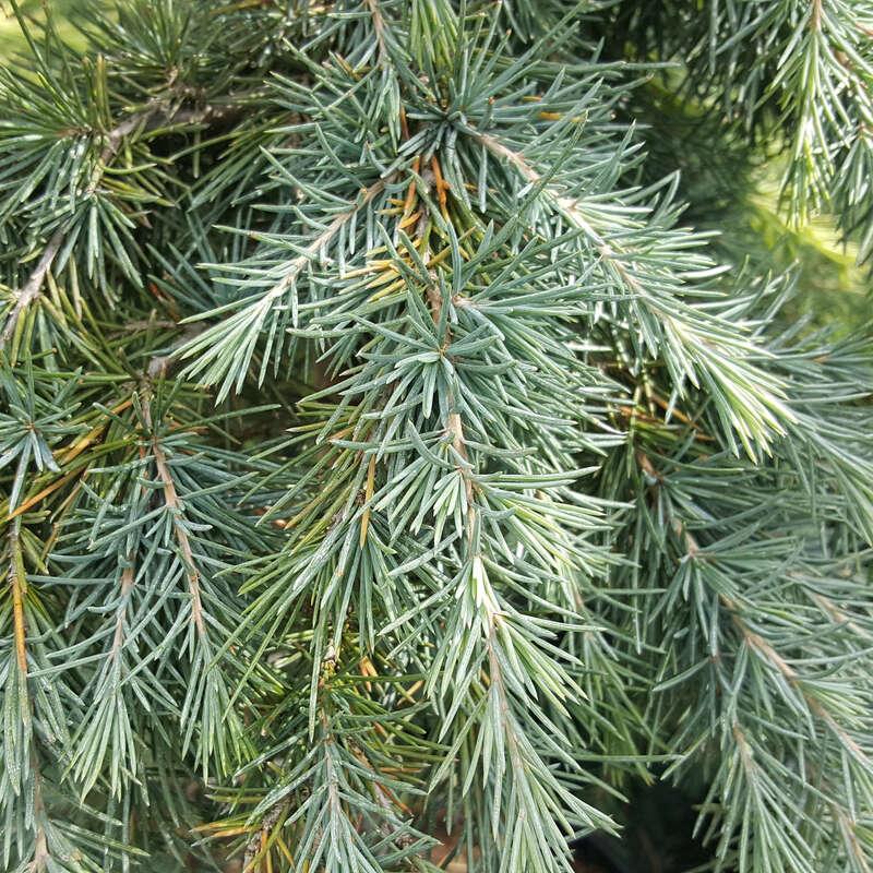 Cedrus Deodara ‘Feelin’ Blue’ (Feelin’ Blue Deodar Cedar)