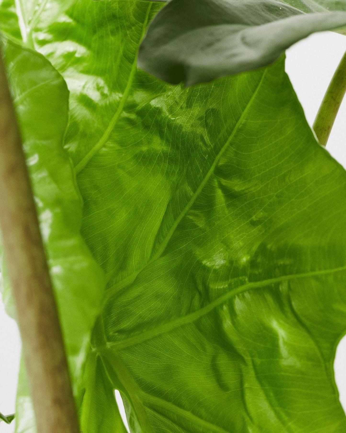 Alocasia ‘Portodora’ (Elephant Ear / Upright Elephant Ear)