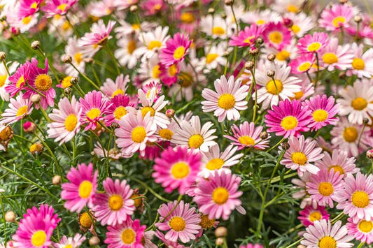 Argyranthemum ‘Honey Bees Fancy Sunrise Pink’ (Marguerite Daisy)
