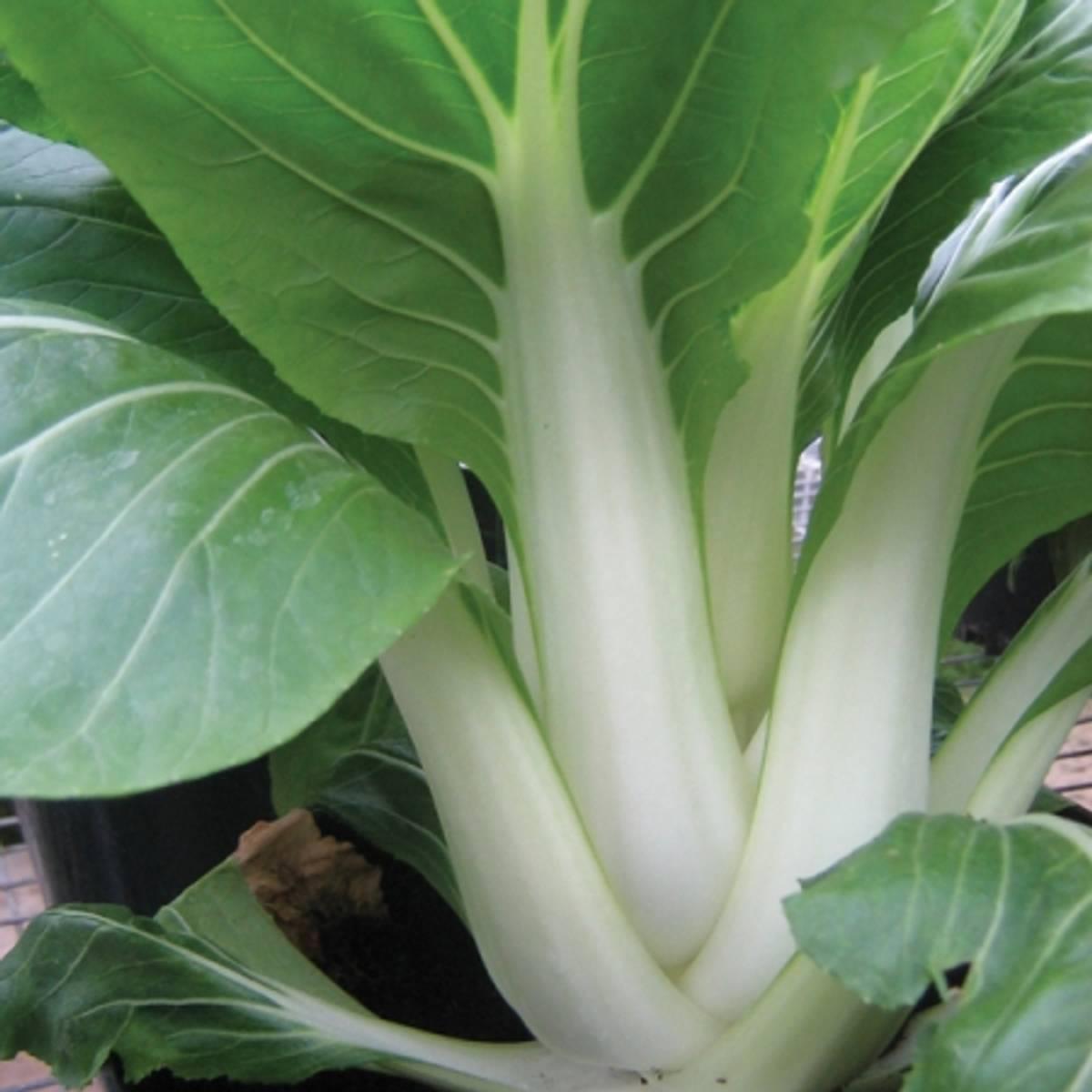 Brassica Rapa Subsp. Chinensis ‘Baby White’ (Baby White Pak Choi)