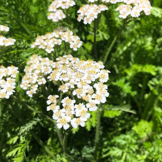 Achillea millefolium 'The Pearl' (The Pearl Yarrow)