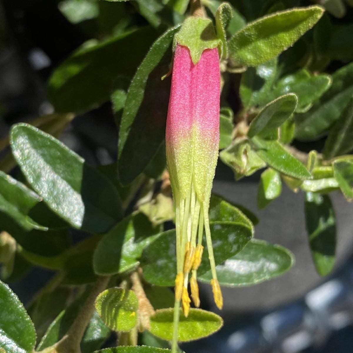 Correa Decumbens (Spreading Correa)