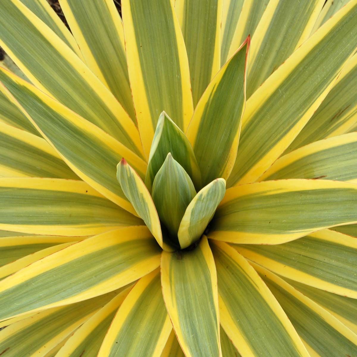 Yucca gloriosa ‘Citrus Twist’ (Spanish Dagger)