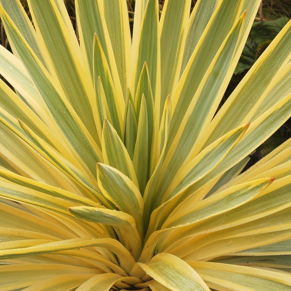 Yucca gloriosa ‘Citrus Twist’ (Spanish Dagger)