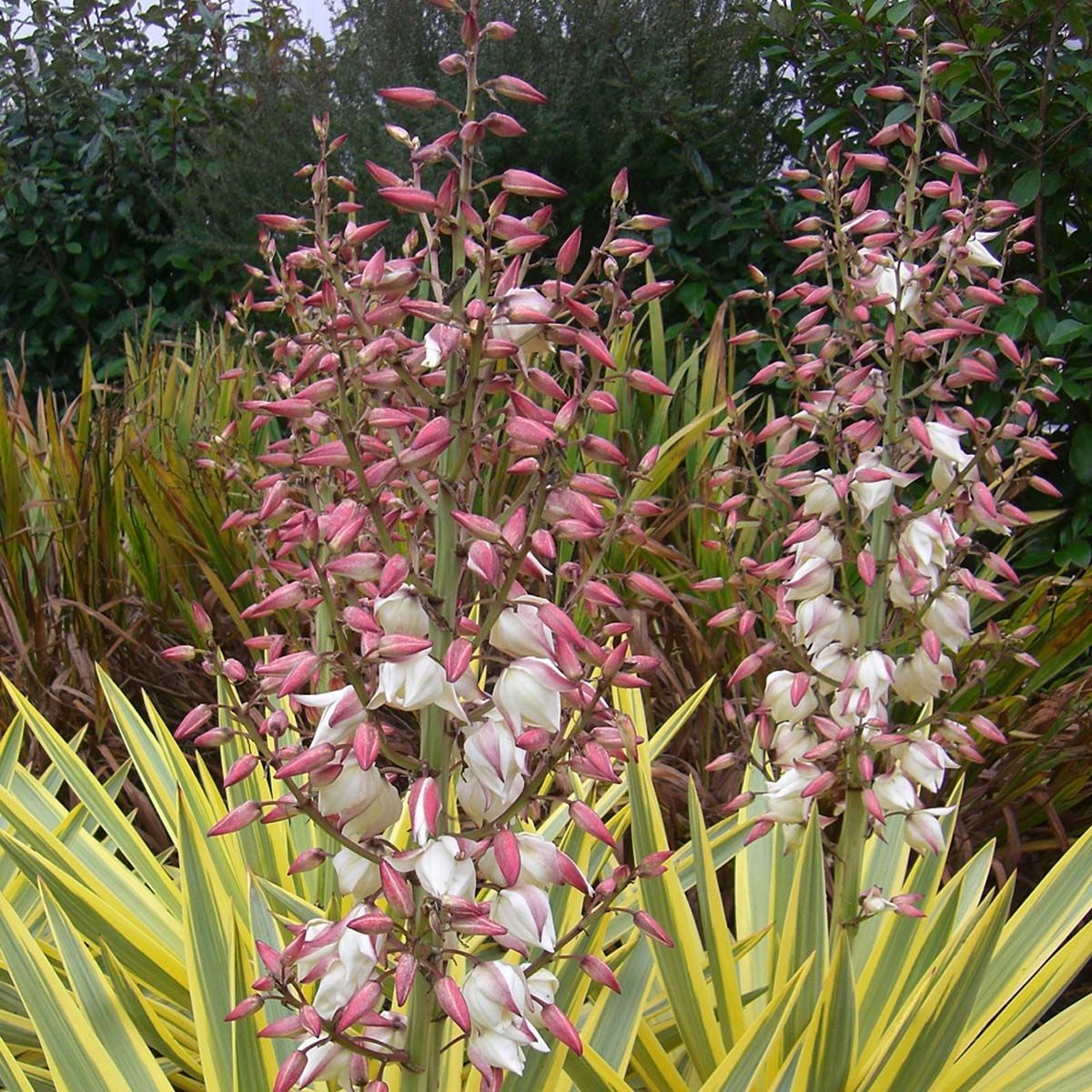 Yucca gloriosa ‘Citrus Twist’ (Spanish Dagger)