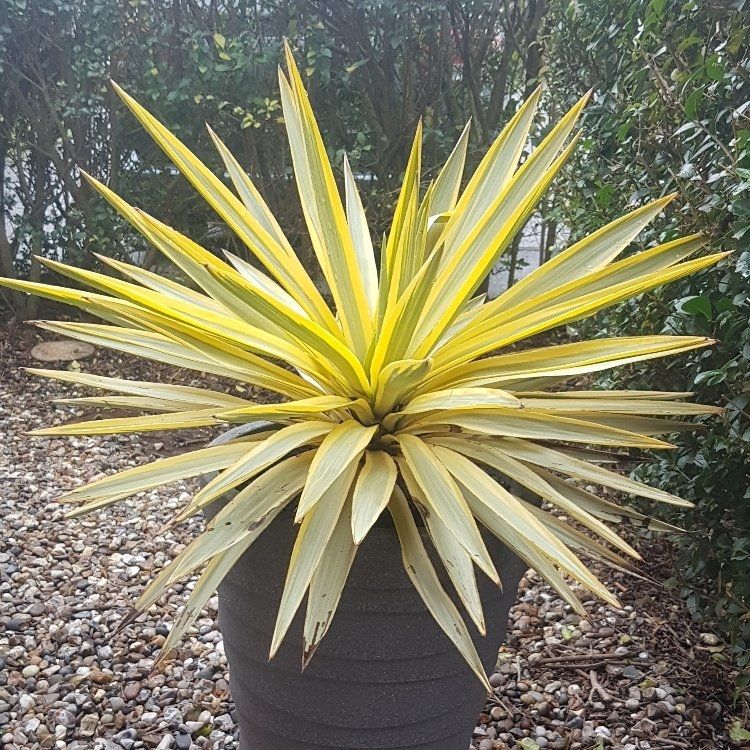 Yucca gloriosa ‘Citrus Twist’ (Spanish Dagger)