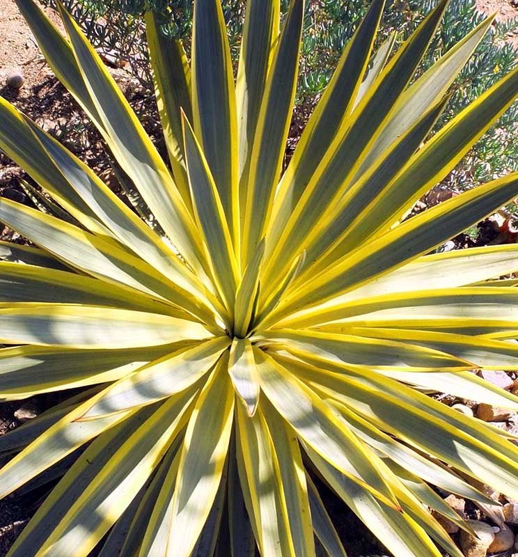 Yucca gloriosa ‘Citrus Twist’ (Spanish Dagger)