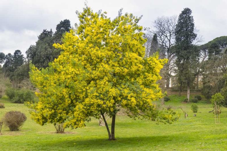 Acacia Dealbata (Silver Wattle)