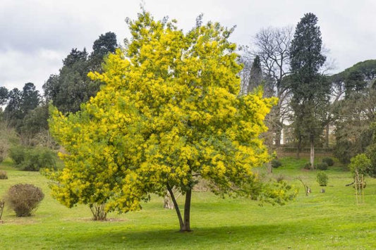 Acacia Dealbata (Silver Wattle)