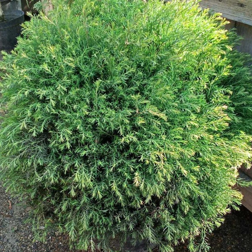 Melaleuca Armillaris 'Green Globe' (Green Globe Honey Myrtle)