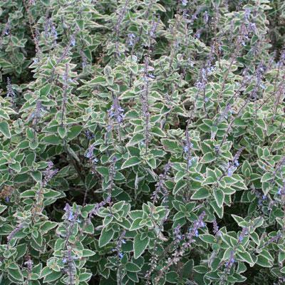 Plectranthus Parviflorus ‘Blue Spires’ (Blue Spires Plectranthus)