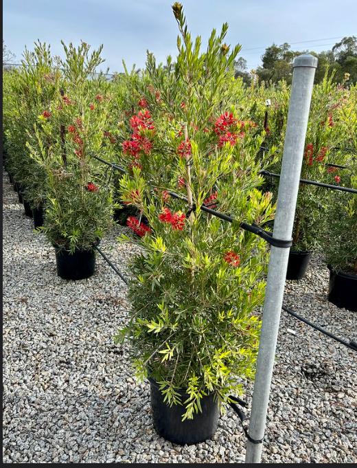 Callistemon Viminalis ‘CV01’ Slim™ (Slim Bottlebrush)