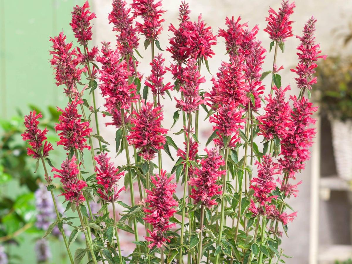 Agastache Mexicana ‘Carmine Red’ (Carmine Red Mexican Hyssop)