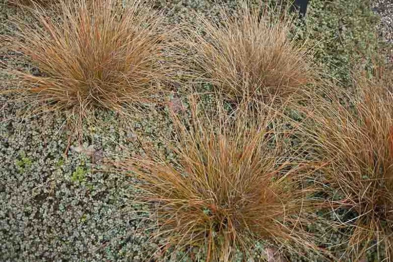 Carex Buchananii (Copper Sedge)