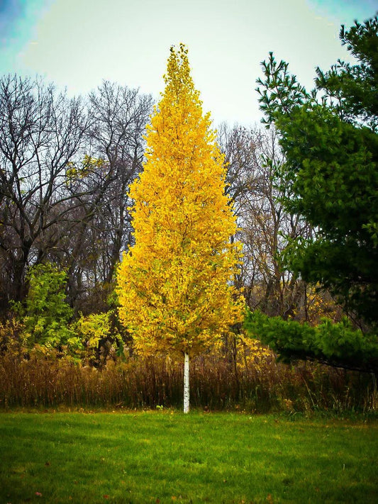 Betula Platyphylla 'Fargo' Dakota Pinnacle® (Dakota Pinnacle Birch)