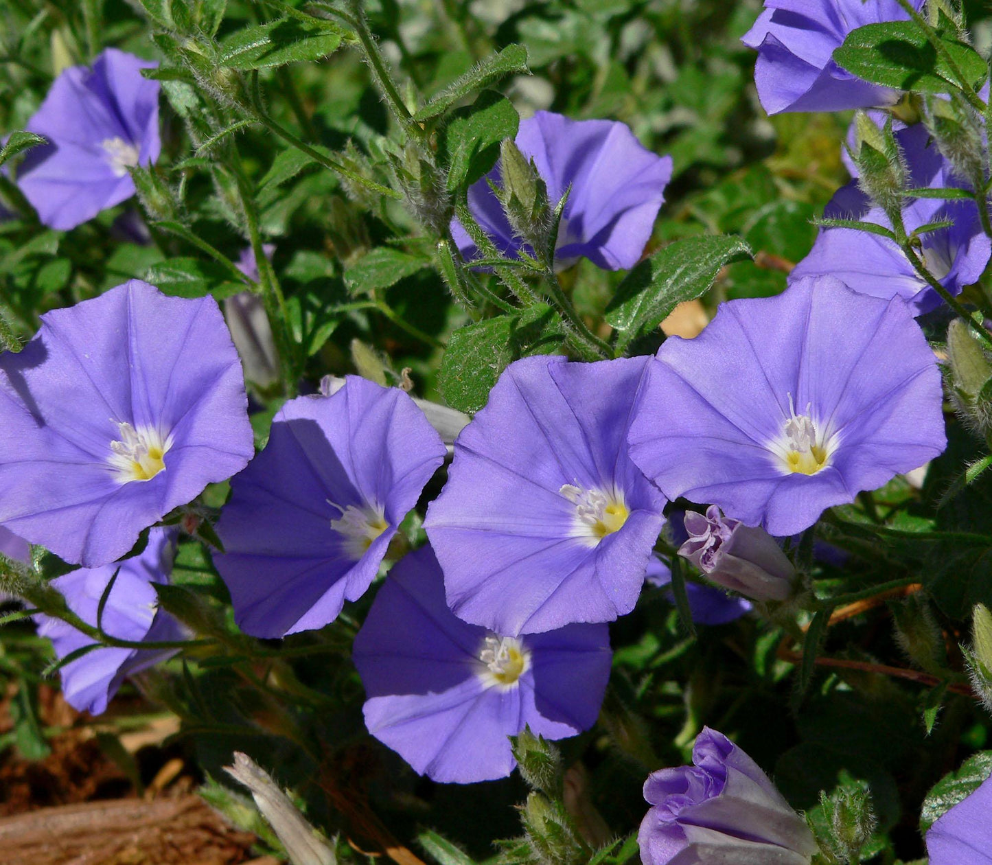Convolvulus Sabatius ‘Blue’ (Blue Convolvulus)