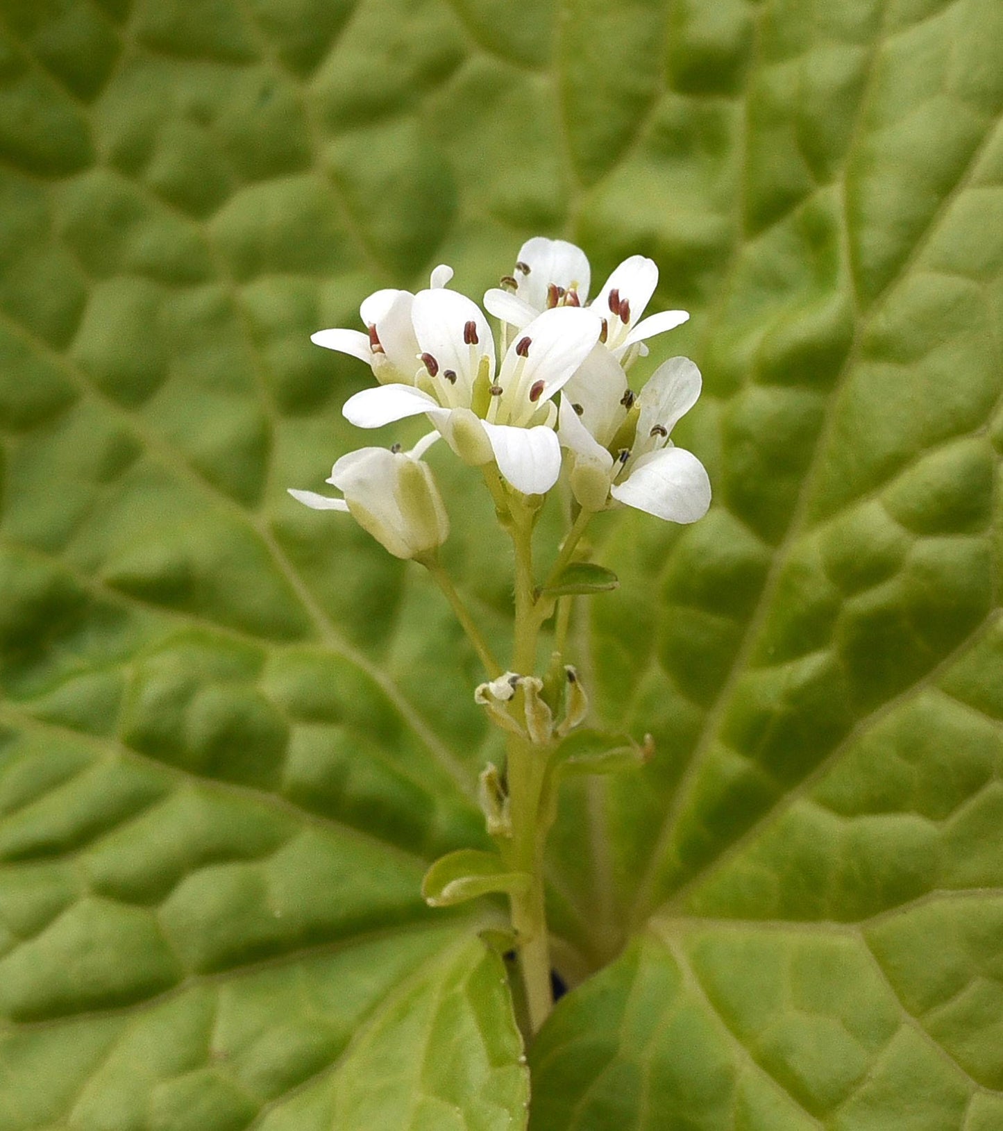 Eutrema Japonica (Wasabi)