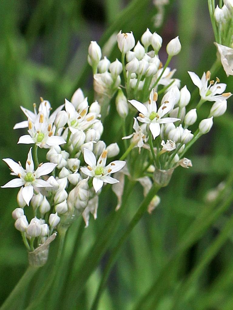 Allium tuberosum (Garlic Chives)
