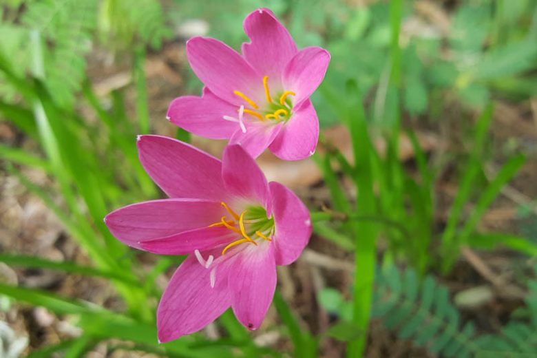 Zephyranthes rosea (Pink Rain Lily)